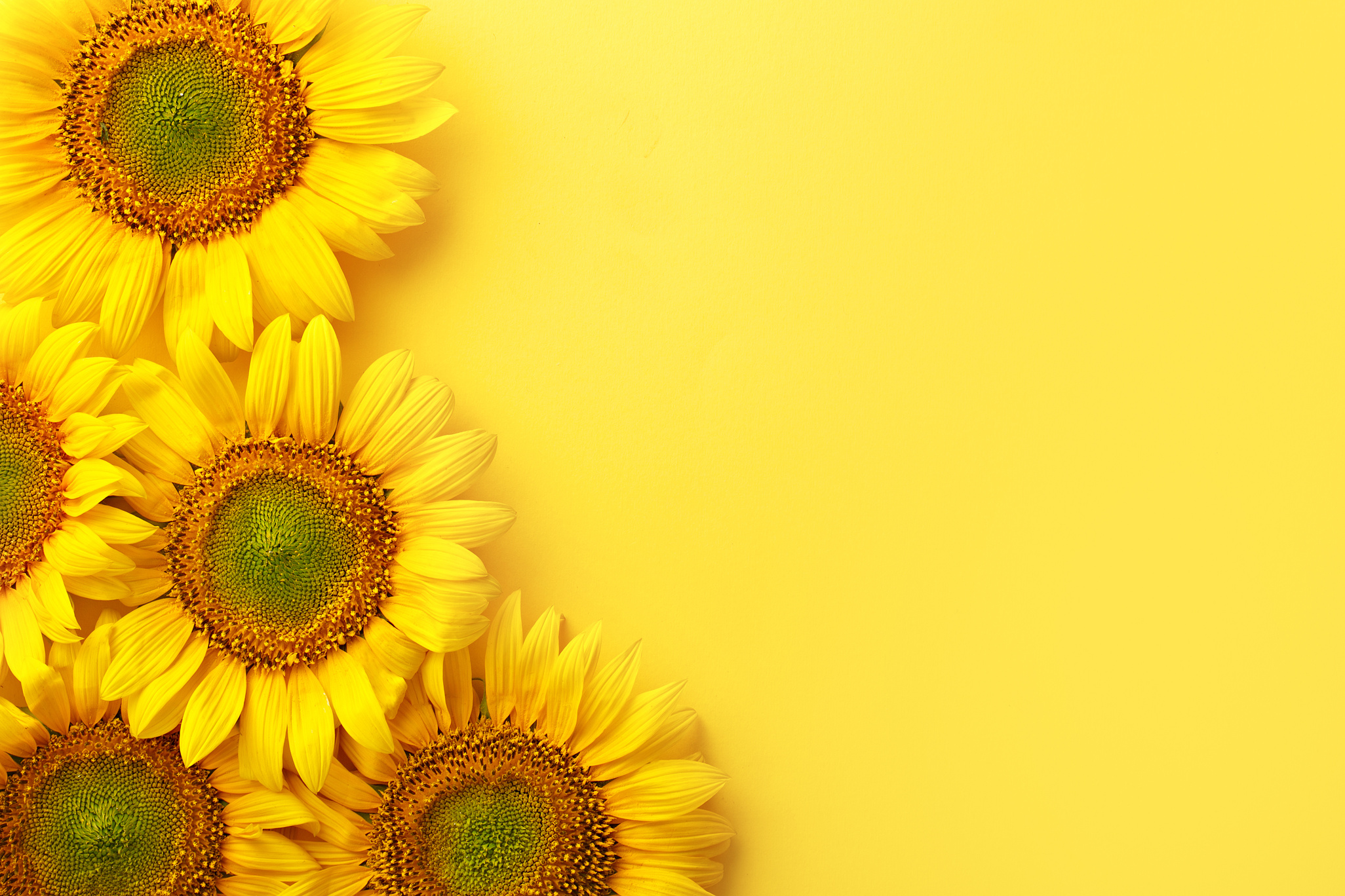 Sunflowers on a yellow background. Copy space. Top view